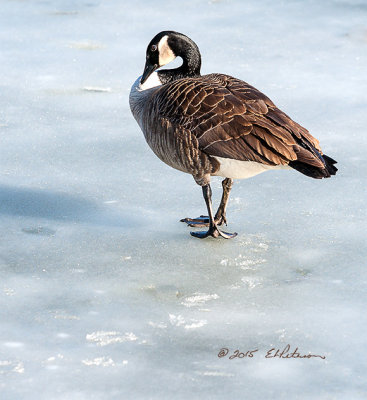 A fairly warm winter day and just enough heat in those web feet leave little web prints on the ice where ever it goes
An image may be purchased at http://fineartamerica.com/featured/canada-goose-web-prints-edward-peterson.html