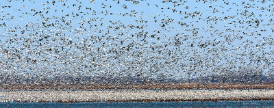 It is just amazing to see sight.  The sky just fills with black and white color and it will get more intense.
An image may be purchased at http://fineartamerica.com/featured/squaw-creek-snow-geese-flight-edward-peterson.html