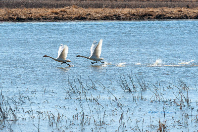 The Tundra Swans need to gather some speed before liftoff. Thankfully Squaw Creek provides the long runways needed.
An image may be purchased at http://edward-peterson.artistwebsites.com/featured/tundra-swan-takeoff-edward-peterson.html