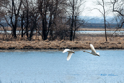 After a long take off the Tundra Swans are airborne. With the long flight ahead of them Squaw Creek offers a great resting spot.
An image may be purchased at http://edward-peterson.artistwebsites.com/featured/tundra-swan-flight-edward-peterson.html