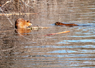 Spring is arriving in the Midwest and with it all the animals are thinking about raising families. These two Muskrats seemed to be getting along just fine. Maybe there is a family in their future.
An image may be purchased at http://edward-peterson.artistwebsites.com/featured/muskrat-pair-edward-peterson.html