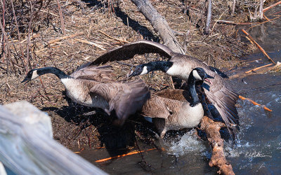Spring is arriving and the Canada Geese have paired up and picked their homestead site. One has to be prepared to defend their prize site from others. When this happens the water and feathers fly for just a few seconds and these fights never last very long.
An image may be purchased at http://edward-peterson.artistwebsites.com/featured/canada-geese-homestead-edward-peterson.html