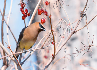 Plenty of berries are still available from last year. This Cedar Waxwing flew in to check them out. After approving of them he started eating away.
An image may be purchased at http://edward-peterson.artistwebsites.com/featured/cedar-waxwing-shopping-edward-peterson.html
