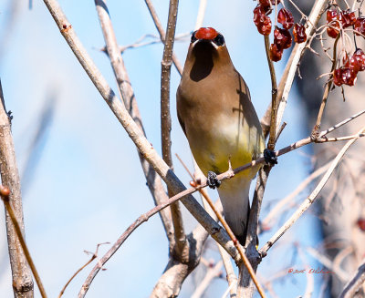 Cedar Waxwing out on a fine spring day cleaning up last years berries. Watched this one eating the berries for a few moments before he took off.
An image may be purchased at http://edward-peterson.artistwebsites.com/featured/cedar-waxwing-and-berries-edward-peterson.html