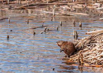 Spring is arriving and the sunshine and warmth is something to enjoy. Even the muskrat is enjoying a spring day as he sets on his lodge and surveys his pond.
An image may be purchased at http://edward-peterson.artistwebsites.com/featured/1-muskrat-spring-edward-peterson.html