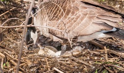 A new year is well underway and the Canada Goose has started their renewal cycle. This one is real close to the end of a boardwalk and it will be fun to watch her process. Here she is turning her eggs and resettling on her soft nest.

An image may be purchased at http://fineartamerica.com/featured/canada-goose-maternity-ward-edward-peterson.html?newartwork=true