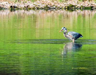 Went out this morning to see if this guy would show up and he was already there when I arrived. He was busy hunting for his breakfast and I was able to get up close to capture a few shots. I saw him take four or five fish before he left. It is good to see that a pro lets one get away from him every now and then.

An image may be purchased at http://edward-peterson.artistwebsites.com/featured/great-blue-heron-breakfast-edward-peterson.html