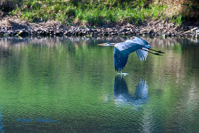 After a successful session of fishing this guy decided it was time to leave or maybe I spooked him as I was trying to get closer. Whatever the reason it is always great to see those large wings in motion.

An image may be purchased at http://edward-peterson.artistwebsites.com/featured/3-great-blue-heron-in-flight-edward-peterson.html