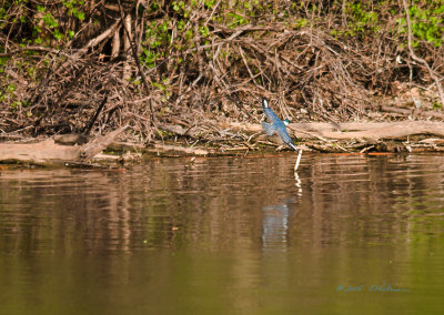 Found a Belted Kingfisher after he had caught a fish for dinner. It is funny to watch them when they catch something as they whack the catch. This one spent 24 minutes whacking his catch before he finally eat it and flew away. It is fun when you can catch a bird flight.

An image may be purchased at http://edward-peterson.artistwebsites.com/featured/kingfisher-flight-edward-peterson.html