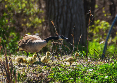 I wasn't expecting to see goslings yet but there they were. Always fun watching the young ones move about with the parents keeping them safe.

An image may be purchased at http://edward-peterson.artistwebsites.com/featured/canada-geese-nursery-edward-peterson.html