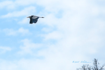 Spent some time watching this guy set in the trees on the far side of the pond. After some time he took flight and circled the pond a couple of times and then flew off. It is really amazing how big their wings are!

An image may be purchased at http://edward-peterson.artistwebsites.com/featured/great-blue-heron-in-flight-ii-edward-peterson.html
