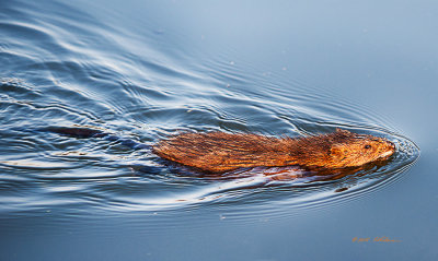 Heron Haven has a lot of Muskrats this year and they seem to be less afraid of people on the boardwalk. This guy swam right by and pretty close. I'm not sure what they do but they spend a lot of time crossing the pond. This guy is really putting out a wake.

An image may be purchased at http://edward-peterson.artistwebsites.com/featured/muskrat-speed-swiming-edward-peterson.html
