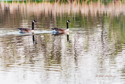 Just one of the many pairs of Canada Geese taking a swim. It amazes me how easy these animals can move thru the water. They look like a very regal pair!

An image may be purchased at http://edward-peterson.artistwebsites.com/featured/canada-goose-date-swim-edward-peterson.html