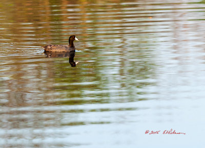 I was just setting and enjoying the evening while I waited to see if the American Coot would come a little closer. And he did!

An image may be purchased at http://edward-peterson.artistwebsites.com/featured/american-coot-swiming-edward-peterson.html