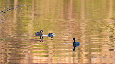 A nice cool evening and the lake was full of paired ducks except for one, an American Coot. He seemed to be having an enjoyable evening by himself. He still has a long way to go so I suspect he is just resting for now.

An image may be purchased at http://edward-peterson.artistwebsites.com/featured/american-coot-and-blue-winged-teal-edward-peterson.html