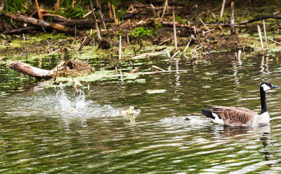 There are five goslings following mom. I don't know how old they are but they were kicking up a lot of water as they try to catch mom. It seems like they were pushing themselves under water when they put on the speed. I am thinking this might be their first lesson.

An image may be purchased at http://edward-peterson.artistwebsites.com/featured/canada-goose-swim-lesson-edward-peterson.html