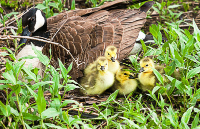I have been watching this nest for a few weeks and was surprised to find five goslings! Not sure when the hatching took place but from watching them I almost believe this is their first adventure since hatching. Mom went to the water shortly after this photo and it was funny to see them realize mom was on the move.

An image may be purchased at http://edward-peterson.artistwebsites.com/featured/new-batch-of-canada-geese-edward-peterson.html
