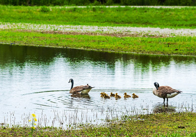 A family of eight Canada Geese take to the water for a swim. These are getting big and their yellow color is turning dark so they have been out of their shell for awhile.

An image may be purchased at http://edward-peterson.artistwebsites.com/featured/canada-geese-family-swim-edward-peterson.html