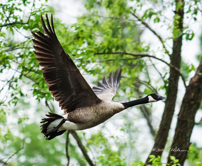 Where there are Canada Gees there is always a lot of activity. One of the fun things about their flight is they have such a low flight path for take-off and landing.

An image may be purchased at http://edward-peterson.artistwebsites.com/featured/canada-goose-flight-edward-peterson.html