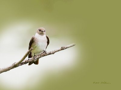 The air was filled with Bank and Barn Swallows but getting them to stop for a photo was impossible. This one must of been tired as he perched on a dead branch not to far from me.

An image may be purchased at http://edward-peterson.artistwebsites.com/featured/bank-swallow-at-rest-edward-peterson.html