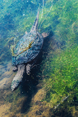 Clear water gives you an opportunity to see below the surface. It is not often you can see the full size of a Snapping Turtle. They do have some long claw nails!

An image may be purchased at http://edward-peterson.artistwebsites.com/featured/snapping-turtle-edward-peterson.html