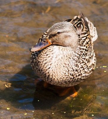 The Mallards are normally pretty skittish and take off if you get to close. This one wasn't afraid and let me get pretty close. 

An image may be purchased at http://edward-peterson.artistwebsites.com/featured/mallard-hen-edward-peterson.html