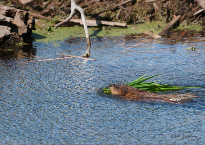 Watched this guy for awhile as he gathered his groceries and after brief swim he would disappear under the water. After awhile back he came. I assume that he may be feeding some little ones.

An image may be purchased at http://edward-peterson.artistwebsites.com/featured/muskrat-grocery-shopping-edward-peterson.html