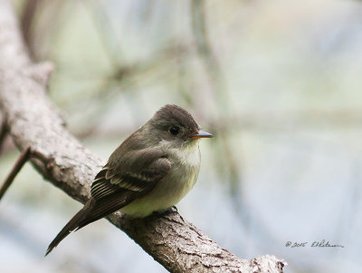 A very cold and gray day but I did find this fellow out and about. He was hopping about on the bush in front of me.

An image may be purchased at http://edward-peterson.artistwebsites.com/featured/eastern-phoebe-perched-edward-peterson.html