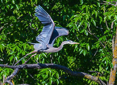 It is always great when you see a Great Blue Heron. It doesn't matter if they are standing on a branch or walking in the water hunting for fish. The amazing thing for me has always been watching them take flight.

An image may be purchased at http://edward-peterson.artistwebsites.com/featured/great-blue-heron-flight-edward-peterson.html