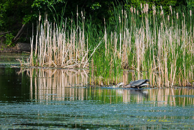 This Great Blue Heron was in the cattails and was hard to spot. After spotting him it took some time for him to find his dinner but once spotted he moves very fast. He did catch his fish.

An image may be purchased at http://edward-peterson.artistwebsites.com/featured/great-blue-heron-strike-edward-peterson.html