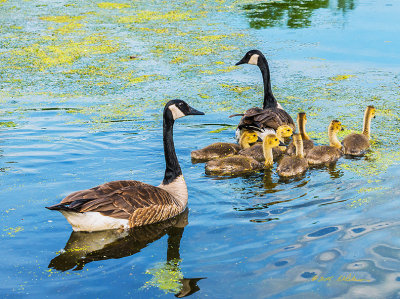A nice warm afternoon is just made for a family swim and this group is taking advantage of it. Boy oh boy the children are getting big. In just a few months they will be on their own but for now they still stay close to mom and dad.

An image may be purchased at http://edward-peterson.artistwebsites.com/featured/canada-geese-family-time-edward-peterson.html