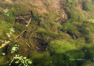 The water has been very clear lately and I have been watching the fish below. It appears that these fish have made a hollowed nest down grasses of the pond. A few days ago you could see fish backing down into the silt and there would be two of them in the nest. Today it looks as if there is only guard duty as any fish coming close to the nest is immediately chased off. Looking close and you can see three fish guarding the nest.

An image may be purchased at http://edward-peterson.artistwebsites.com/featured/fish-nursery-edward-peterson.html
