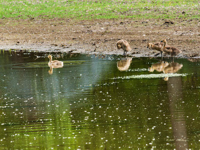 The Canada Geese goslings are growing up and not so depend on mom and dad, however, mom and dad aren't very far away. Here the kids are getting ready to take a swim by themselves.

An image may be purchased at http://edward-peterson.artistwebsites.com/featured/canada-geese-growing-up-edward-peterson.html