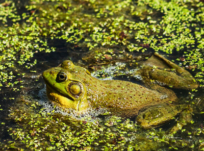 Not only do frogs make a nice croaking sound, they also make great bubbles while they are doing it. 

An image may be purchased at http://edward-peterson.artistwebsites.com/featured/frog-croak-edward-peterson.html