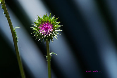 A weed is a plant not valued. If this is true of thistles I made some money cutting these out of pasture. Now I don't have to walk the pastures they don't look so bad.

An image may be purchased at http://edward-peterson.artistwebsites.com/featured/thistle-flowering-edward-peterson.html