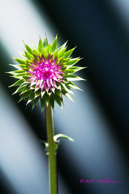 Have to be careful around thistle. They can look pretty.

An image may be purchased at http://edward-peterson.artistwebsites.com/featured/thistle-bloom-edward-peterson.html