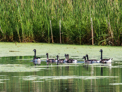 This is the only Canada Geese family hanging around Heron Heaven after their hatching. Their are getting to be big teenagers but mom and dad still keep them inline and between them so they won't get into trouble.

An image may be purchased at http://edward-peterson.artistwebsites.com/featured/canada-geese-growing-edward-peterson.html