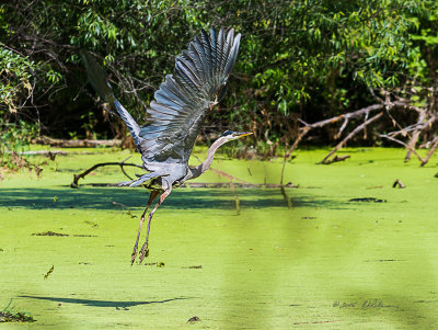 The Great Blue Heron hears me approaching and takes flight. Given their wingspread and the long legs. they take up a lot of room during flight. 

An image may be purchased at http://edward-peterson.artistwebsites.com/featured/great-blue-heron-liftoff-edward-peterson.html