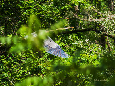 After the Great Blue Heron takes flight it is through the trees to the other pond. The growth is so thick that I lose sight of him.

An image may be purchased at http://edward-peterson.artistwebsites.com/featured/great-blue-heron-through-the-trees-edward-peterson.html