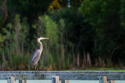 Sixteen minutes after first spotting the Great Blue Heron flying to the handrail, I get this close-up of him. It wasn't until another person came walking out onto the boardwalk that he flew away. It is always something for me to watch these guys takeoff.

An image may be purchased at http://edward-peterson.artistwebsites.com/featured/great-blue-heron-on-a-handrail-edward-peterson.html