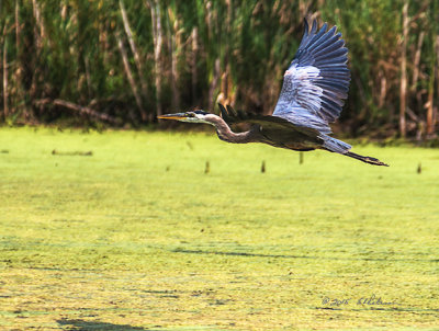 It has been a good year for catching the great Blue Heron in flight. Head to toe and wing to wing, they take up a lot of room in flight.

An image may be purchased at http://edward-peterson.artistwebsites.com/featured/4-great-blue-heron-in-flight-edward-peterson.html