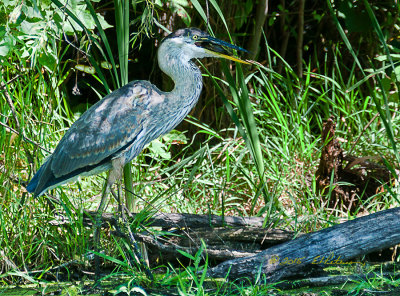 After he got the stick out of his mouth he enjoyed a fresh fish dinner in the shade.

An image may be purchased at http://edward-peterson.artistwebsites.com/featured/great-blue-heron-fish-meal-edward-peterson.html