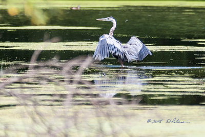 Watching the Great Blue Heron hunting for a meal and he flew to this spot. It appears as if he has a buddy flying with him, a dragonfly.

An image may be purchased at http://edward-peterson.artistwebsites.com/featured/dragonfly-and-great-blue-heron-edward-peterson.html