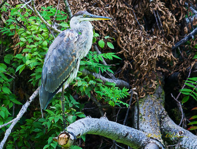 It is amazing just how long these Great Blue Herons can set without moving.

An image may be purchased at http://edward-peterson.artistwebsites.com/featured/great-blue-heron-perch-edward-peterson.html