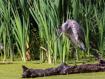 I watched this Great Blue Heron for over an hour. He caught three fish and twice he spread his wings to just stand there and sun himself. Here he is taking care of an itch. It is amazing how much bird is on the skinny legs. This Great Blue seems to not be afraid of people walking slowly on the boardwalk.

An image may be purchased at http://edward-peterson.artistwebsites.com/featured/1-great-blue-heron-itch-edward-peterson.html