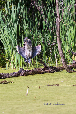 I can only guess this Great Blue Heron was sunning himself or drying off. This was the second time he held his wings out and faced the sun. It almost looked like he was shrugging at me.

An image may be purchased at http://edward-peterson.artistwebsites.com/featured/great-blue-heron-sunning-edward-peterson.html