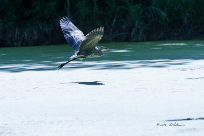 It is always fun to watch these big birds take flight. Their wings move so slowly compared to a lot of other birds.

An image may be purchased at http://edward-peterson.artistwebsites.com/featured/5-great-blue-heron-in-flight-edward-peterson.html