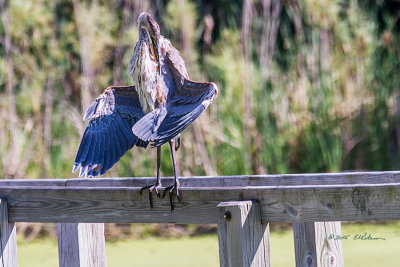 The Great Blue Heron preening itself on the fence of the boardwalk.

An image may be purchased at http://edward-peterson.artistwebsites.com/featured/preening-gret-blue-heron-edward-peterson.html