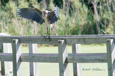 It is always great when you get a chance to watch wildlife acting naturally. Here this huge bird stands atop the handrail preening itself.

An image may be purchased at http://edward-peterson.artistwebsites.com/featured/great-blue-heron-preening-edward-peterson.html
