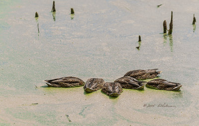 It was funny watching this Millard family group busy eating. I assume they might be putting on some weight before their first flight south. It has been fun watching them grow this year. The water is covered with duck weed so I am not certain what they are eating, but what ever it is they were busy.

http://edward-peterson.artistwebsites.com/featured/mallard-fine-dining-edward-peterson.html